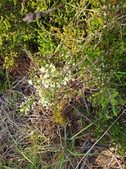 Erica imbricata