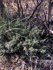 Prostanthera serpyllifolia microphylla