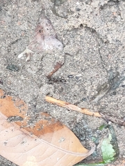 Odontomachus simillimus
