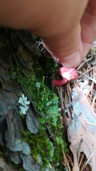 Suillus asiaticus