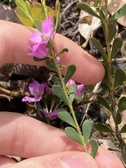 Boronia crenulata