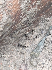 Odontomachus simillimus