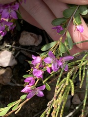 Boronia crenulata