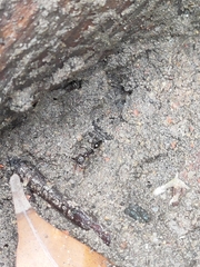 Odontomachus simillimus