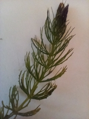 Ceratophyllum demersum