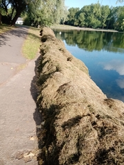 Ceratophyllum demersum