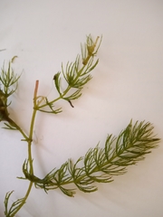 Ceratophyllum demersum