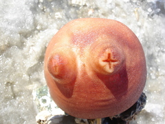 Halocynthia aurantium