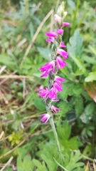 Spiranthes australis