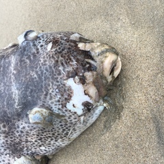 Sphoeroides annulatus