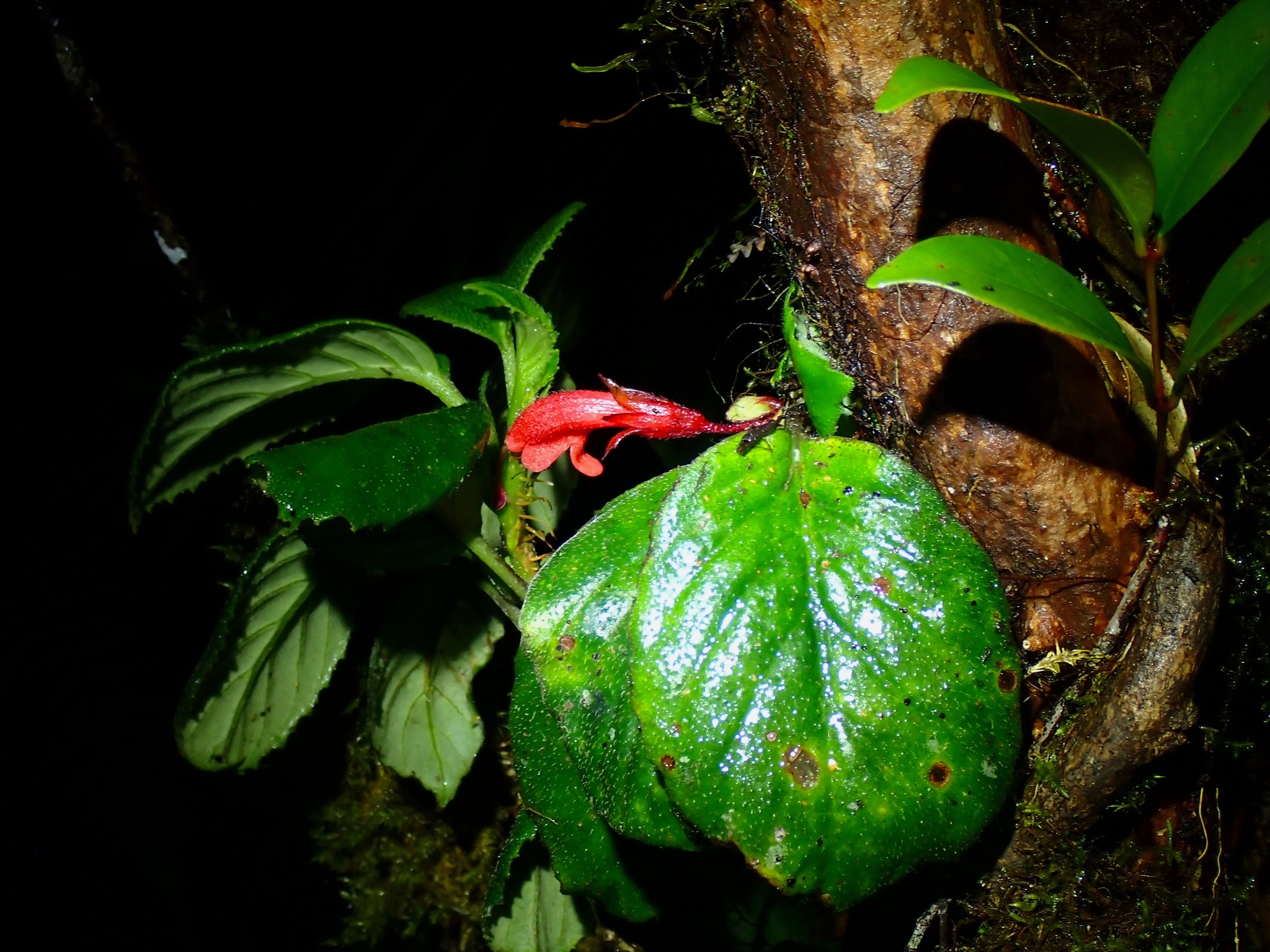 Agalmyla biflora