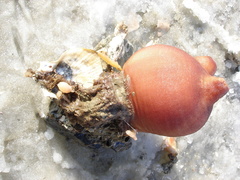 Halocynthia aurantium