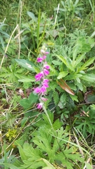 Spiranthes australis