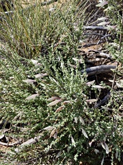 Prostanthera serpyllifolia microphylla
