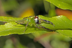 Mopsus mormon