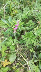 Spiranthes australis