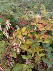 Rubus fruticosus