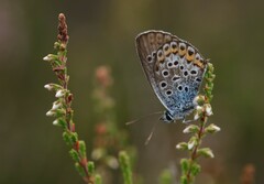 Plebejus argus