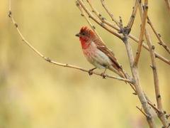 Carpodacus erythrinus