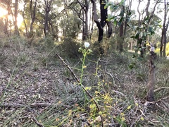 Drosera pallida