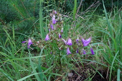 Campanula sibirica