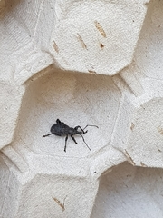 Otiorhynchus sulcatus