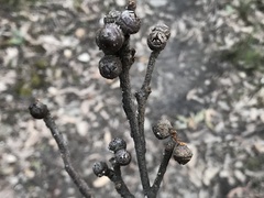 Eucalyptus baxteri