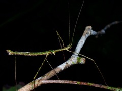 Rhamphosipyloidea