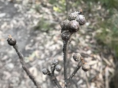 Eucalyptus baxteri