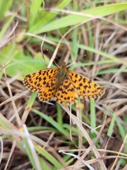Boloria dia