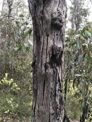 Eucalyptus baxteri