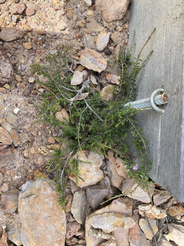 Image of Melaleuca jonesii by (c) Thomas Mesaglio, some rights reserved (CC BY)