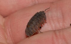 Armadillidium peraccae