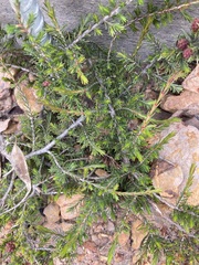 Melaleuca jonesii