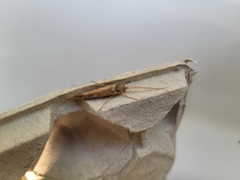 Limnephilus