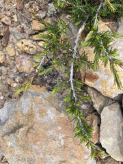 Melaleuca jonesii