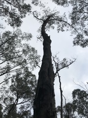 Eucalyptus baxteri