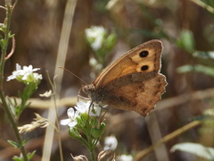 Hyponephele lupinus