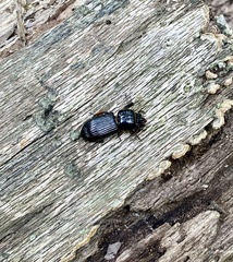 Odontotaenius disjunctus