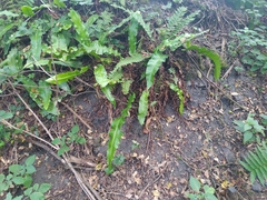 Asplenium scolopendrium