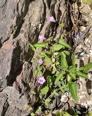 Ipomoea triloba