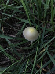 Bolbitius