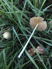 Bolbitius