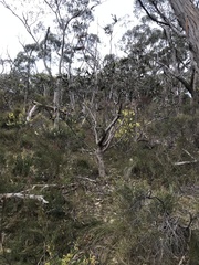 Eucalyptus cosmophylla
