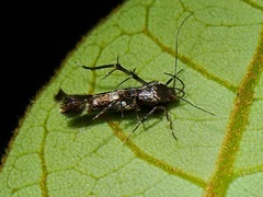 Cosmopterigidae