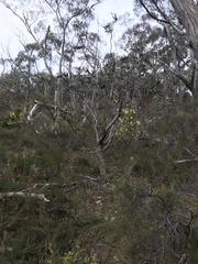 Eucalyptus cosmophylla
