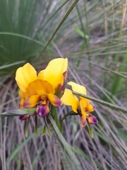 Diuris magnifica
