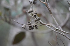 Eucalyptus cosmophylla