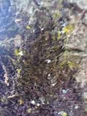 Frullania dilatata