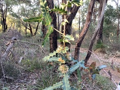 Hakea amplexicaulis